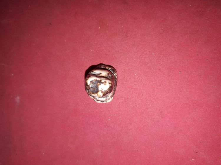 พระปิดตา หลวงปู่เอี่ยม วัดสะพานสูง เนื้อฟันกรามของหลวงปู่ ท่านเอามาแกะเป็นพระปิดตา ขนาดเล็ก ผิวมัน ออกสีขาวอมเหลือง เคลือบรักดำผสมกับรักแดง รูปที่ 6