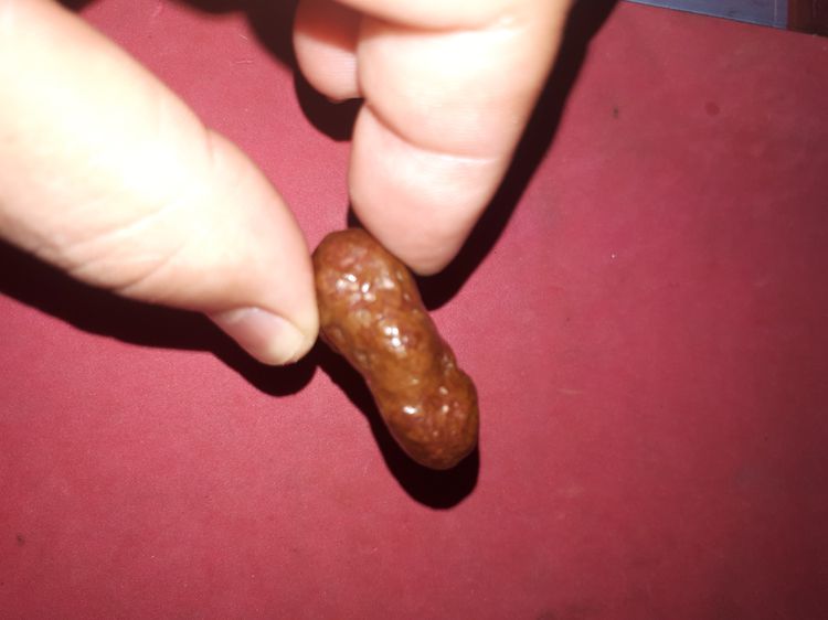 คตปลวก ขนาดกำลังสวย ประมาณ 1 นิ้ว ผิวเนียน มัน สีดำอมน้ำตาล รูปทรงค่อนข้างกลมยาว สวยงาม มีน้ำหนัก ของแท้ต้องมีความเป็นธรรมชาติ ผิวเรียบ ก็จะ รูปที่ 5