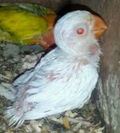 ลูกป้อนนกเลิฟเบิร์ดอัลปิโน่