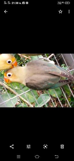 ขายนกเลิฟเบิร์ดสีพาบูอียูวิงสปิทฟอโล่ รูปที่ 3