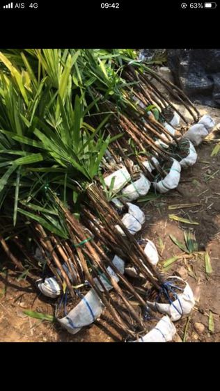 ขายต้นจั๋งเชียงใหม่ราคาถูกเจ้าของสวนขายเอง รูปที่ 6