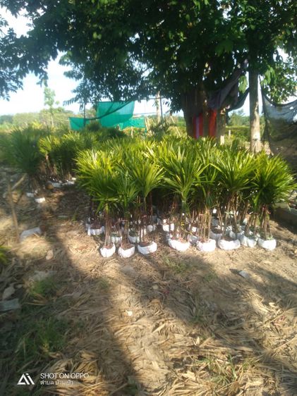 ขายต้นจั๋งเชียงใหม่ราคาถูกเจ้าของสวนขายเอง รูปที่ 8