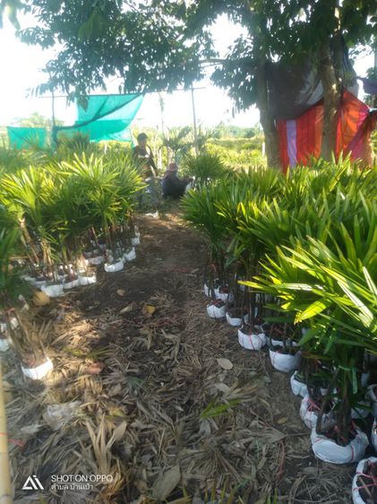 ขายต้นจั๋งเชียงใหม่ราคาถูกเจ้าของสวนขายเอง รูปที่ 7