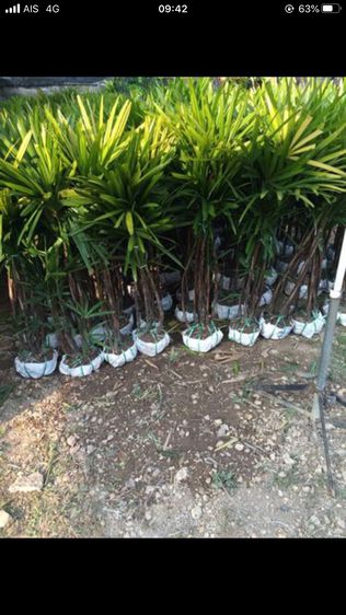 ขายต้นจั๋งเชียงใหม่ราคาถูกเจ้าของสวนขายเอง รูปที่ 3