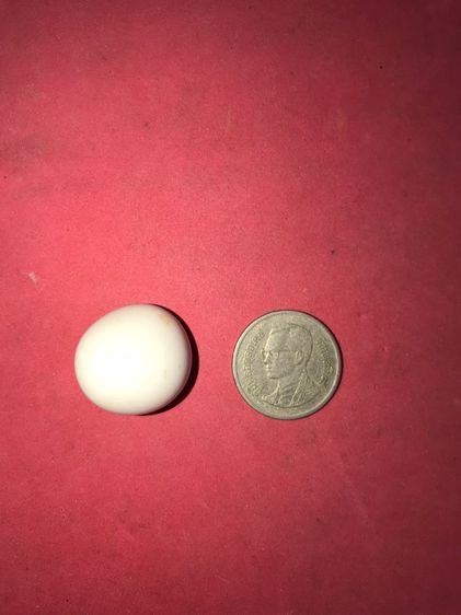 เหล็กไหลขาว อายุเป็น 1,000 ปี สีขาว สีออกสีขุ่น มีน้ำหนัก รูปทรงและรูปแบบสวยงาม ไม่คมมือ มีรอยบุบเป็นธรรมชาติ ผิวเดิมๆ เกิดขึ้นเองโดยธรรมชาต รูปที่ 15