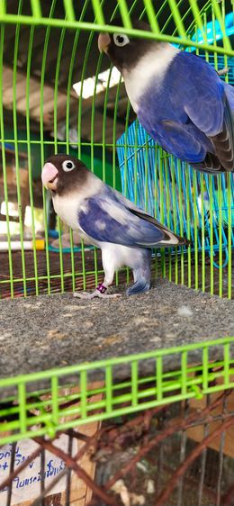 ขายนกเลิฟเบิร์ดคู่พร้อมทำเกรดAสวยมาก รูปที่ 5