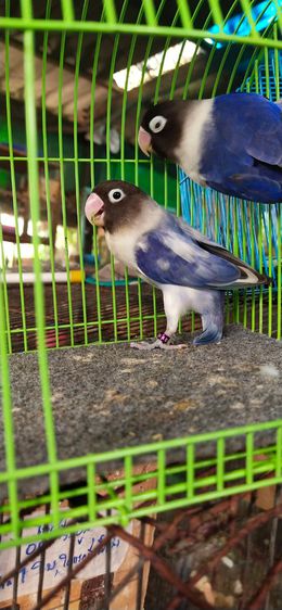 ขายนกเลิฟเบิร์ดคู่พร้อมทำเกรดAสวยมาก รูปที่ 3