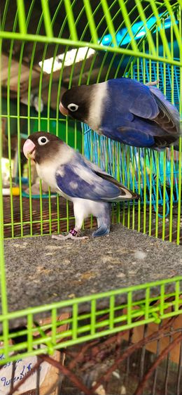 ขายนกเลิฟเบิร์ดคู่พร้อมทำเกรดAสวยมาก รูปที่ 6