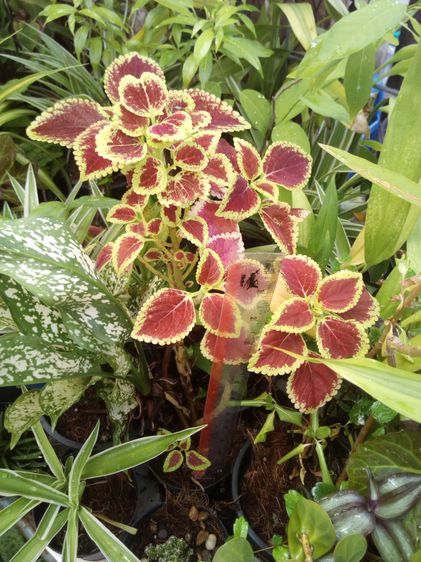 ขายต้นไม้มงคล 100 กระถางดำ เลือกได้ตามสบาย ตามตกลง ร้านแสงตะวัน249 เอื้ออาทร รังสิต คลอง 9 รูปที่ 7