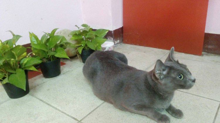 แมวโคราช(สีสวาด)แท้ รูปที่ 8