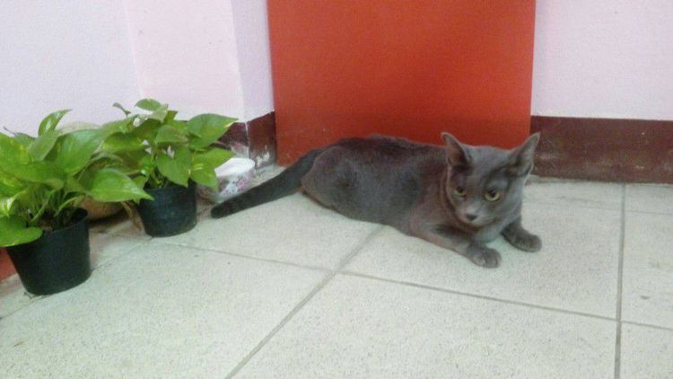 แมวโคราช(สีสวาด)แท้ รูปที่ 9