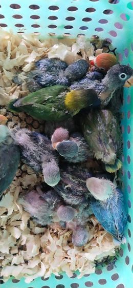 ขายลูกป้อนนกเลิฟเบิร์ด รูปที่ 2