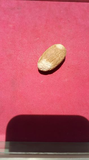 คตเงาะ เป็นเมล็ดเงาะ เนื้อแข็ง มีลวดลายสวยงาม เนื้อสีน้ำตาลอมขาว ขนาดเท่าเมล็ดเงาะ ทรงรี มีน้ำหนัก ผิวขรุขระ เมล็ดเงาะเป็นหินชัดเจนมากๆ เก่า รูปที่ 7