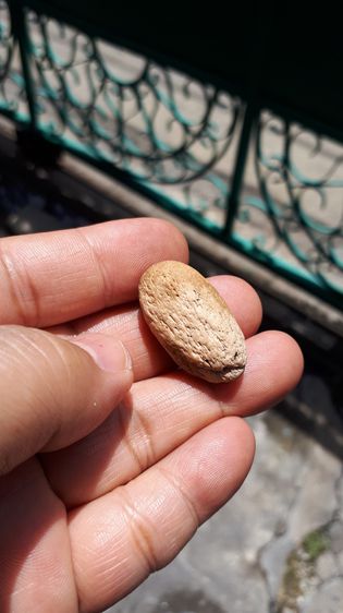 คตเงาะ เป็นเมล็ดเงาะ เนื้อแข็ง มีลวดลายสวยงาม เนื้อสีน้ำตาลอมขาว ขนาดเท่าเมล็ดเงาะ ทรงรี มีน้ำหนัก ผิวขรุขระ เมล็ดเงาะเป็นหินชัดเจนมากๆ เก่า รูปที่ 2