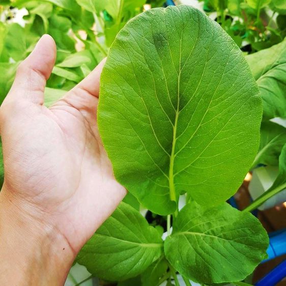 ชุดปลูกผักไฮโดรโปนิคส์ ไม่ใช้ดิน ระบบน้ำวน NFT 48 หลุมปลูก 3,990.- อุปกรณ์ครบชุดพร้อมปลูก รูปที่ 5