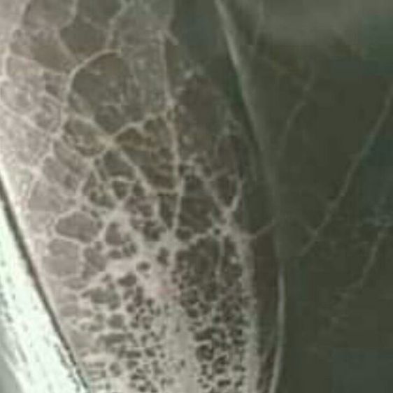 ซ่อมอานจักรยานหนัง จักรยานญีปุ่นมือสอง สีย้อมหนัง ซ่อมเบาะหนังถลอก รูปที่ 8