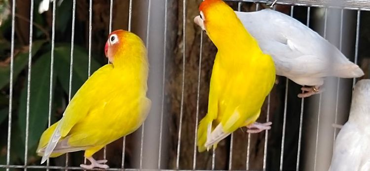 ขายลูกป้อนนกเลิฟเบิร์ด..ราคานี้ขายให้เด็กๆ.อายุ 6-7 ขวบ..ขายให้ช่วงปิดเทอมเดือนเมษายน..ให้เด็กโทรมาคุยเอง..ตอนมารับนกให้พ่อเเม่พามารับนกครับ รูปที่ 13