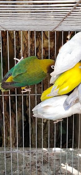 ขายลูกป้อนนกเลิฟเบิร์ด..ราคานี้ขายให้เด็กๆ.อายุ 6-7 ขวบ..ขายให้ช่วงปิดเทอมเดือนเมษายน..ให้เด็กโทรมาคุยเอง..ตอนมารับนกให้พ่อเเม่พามารับนกครับ รูปที่ 4