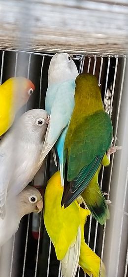 ขายลูกป้อนนกเลิฟเบิร์ด..ราคานี้ขายให้เด็กๆ.อายุ 6-7 ขวบ..ขายให้ช่วงปิดเทอมเดือนเมษายน..ให้เด็กโทรมาคุยเอง..ตอนมารับนกให้พ่อเเม่พามารับนกครับ รูปที่ 5