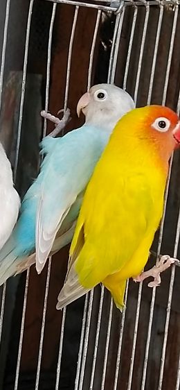 ขายลูกป้อนนกเลิฟเบิร์ด..ราคานี้ขายให้เด็กๆ.อายุ 6-7 ขวบ..ขายให้ช่วงปิดเทอมเดือนเมษายน..ให้เด็กโทรมาคุยเอง..ตอนมารับนกให้พ่อเเม่พามารับนกครับ รูปที่ 7