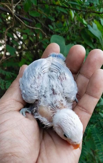 ขายลูกป้อนนกเลิฟเบิร์ดสีได้รูทบูล รูปที่ 3