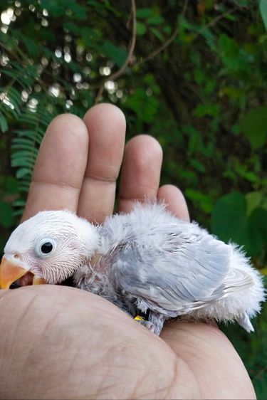 ขายลูกป้อนนกเลิฟเบิร์ดสีได้รูทบูล รูปที่ 2