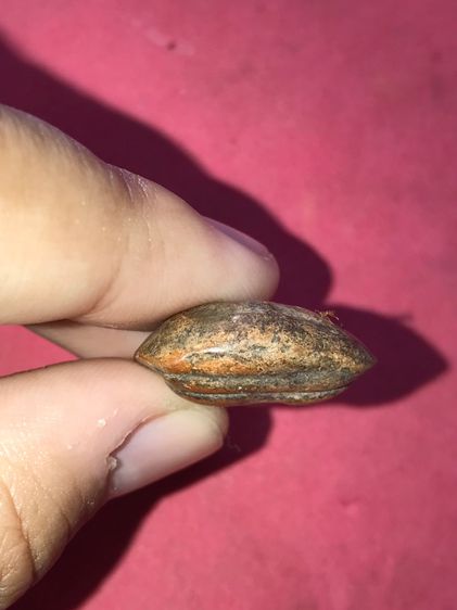 พระนางกำแพงกลีบบัว พระกรุแห่งเมืองกำแพงเพชร หลังอูม มีรอยนิ้วมือ เนื้อดิน ผิวสองสี ผิวเดิม ดูง่าย สภาพสมบูรณ์ สวยมาก ไม่ผ่านการใช้มาก่อน มีว รูปที่ 5