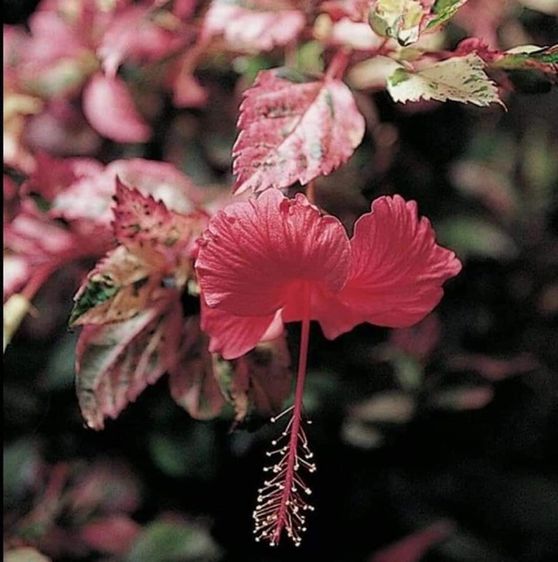 ชบาใบด่าง 3 สี ดอกแดง รูปที่ 2