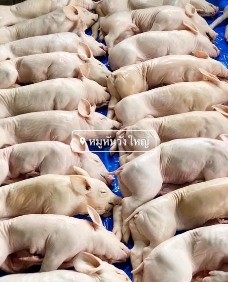 ขายส่งลูกหมูหันสดใหม่ขาวใสสะอาดปลอดภัยคุณภาพมาตราฐานคัดขนาดพิเศษเกรดA รูปที่ 2