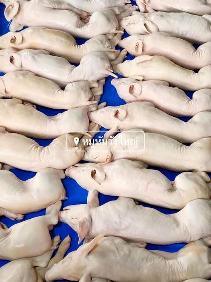 ขายส่งลูกหมูหันสดใหม่ขาวใสสะอาดปลอดภัยคุณภาพมาตราฐานคัดขนาดพิเศษเกรดA รูปที่ 3