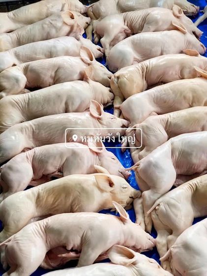 ขายส่งลูกหมูหันสดใหม่ขาวใสสะอาดปลอดภัยคุณภาพมาตราฐานคัดขนาดพิเศษเกรดA รูปที่ 4