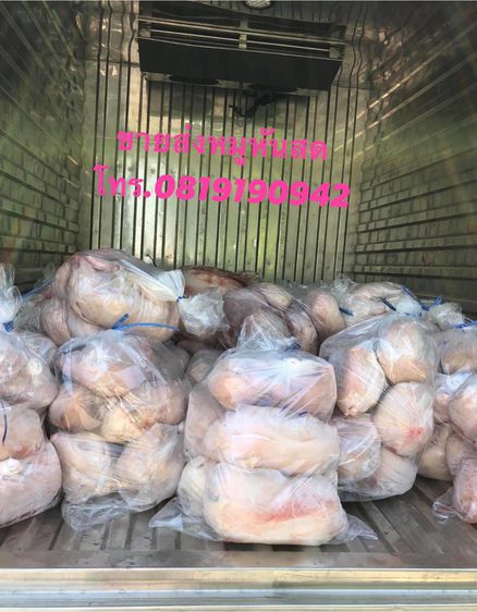 ขายส่งลูกหมูหันสดใหม่ขาวใสสะอาดปลอดภัยคุณภาพมาตราฐานคัดขนาดพิเศษเกรดA รูปที่ 13