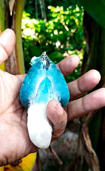 ขายนกเลิฟเบิร์ดโอพาไลบูลพอสสปิทฟอลโล่ รูปที่ 11