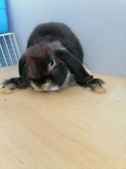 กระต่าย.HL​ หูตก รูปที่ 2