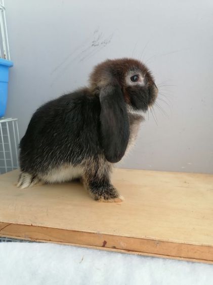 กระต่าย.HL​ หูตก รูปที่ 14