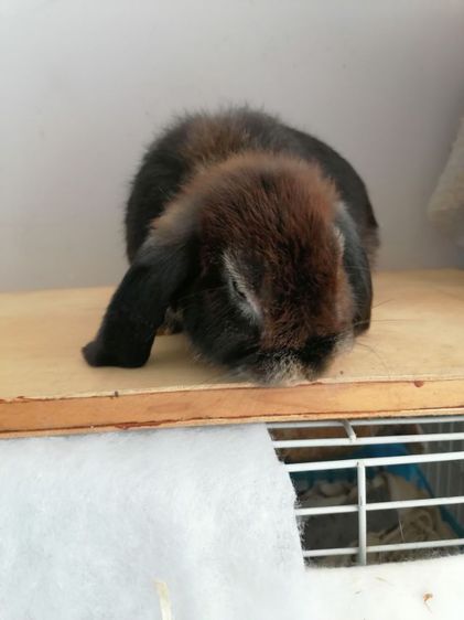 กระต่าย.HL​ หูตก รูปที่ 9