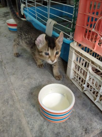 แมวหู​กลับเพศ​เมีย​อายุ​3​เดือน​ตัว​ละ​3000​บาท​ค่ั รูปที่ 3