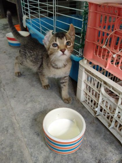 แมวหู​กลับเพศ​เมีย​อายุ​3​เดือน​ตัว​ละ​3000​บาท​ค่ั รูปที่ 4