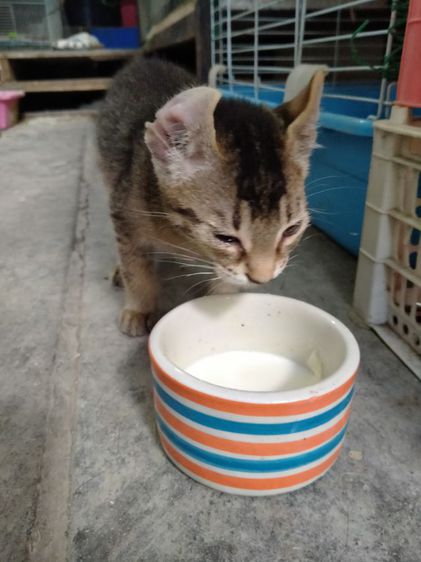 แมวหู​กลับเพศ​เมีย​อายุ​3​เดือน​ตัว​ละ​3000​บาท​ค่ั รูปที่ 7