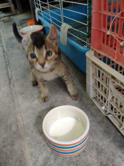 แมวหู​กลับเพศ​เมีย​อายุ​3​เดือน​ตัว​ละ​3000​บาท​ค่ั รูปที่ 2