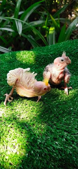 ขายลูกป้อนนกค๊อกคาเทล..ราคานี้ขายให้เด็กๆ.อายุ 6-7 ขวบ..ขายให้ช่วงเดือนกลางเดือนเมษายน..ให้เด็กโทรมาคุยเอง..ตอนมารับนกให้พ่อเเม่พามารับนกคับ รูปที่ 2