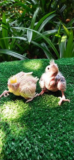 ขายลูกป้อนนกค๊อกคาเทล..ราคานี้ขายให้เด็กๆ.อายุ 6-7 ขวบ..ขายให้ช่วงเดือนกลางเดือนเมษายน..ให้เด็กโทรมาคุยเอง..ตอนมารับนกให้พ่อเเม่พามารับนกคับ รูปที่ 3