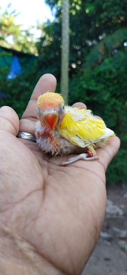 ขายลูกป้อนนกเลิฟเบิร์ดดับเบิ้ลสีเหลืองครอบส้ม รูปที่ 3