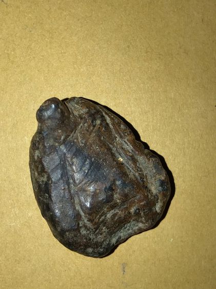 ตับเหล็ก ขนาด 1คูณ 3 ซม  ผิวเดิม แห้ง เหี่ยวย่น สีดำอมน้ำตาล รูปทรงค่อนข้างกลมแบน สวยงาม มีน้ำหนัก ของแท้ต้องมีความเป็นธรรมชาติของตับ คือต้อ รูปที่ 2