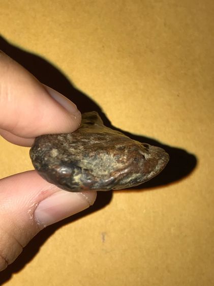 ตับเหล็ก ขนาด 1คูณ 3 ซม  ผิวเดิม แห้ง เหี่ยวย่น สีดำอมน้ำตาล รูปทรงค่อนข้างกลมแบน สวยงาม มีน้ำหนัก ของแท้ต้องมีความเป็นธรรมชาติของตับ คือต้อ รูปที่ 5