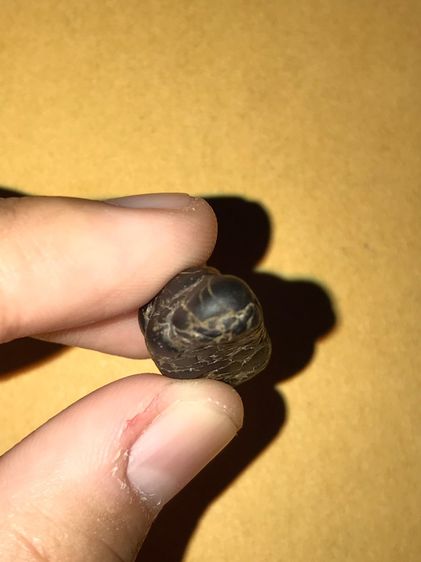 คตปลวก สีดำ ขนาดประมาณ 2 ซม มีน้ำหนัก ผิวแห้ง เหี่ยวย่น เป็นธรรมชาติ สภาพสวย สมบูรณ์เก่า แท้ แปลก หายาก       พุทธคุณโดดเด่นทางด้าน เหนียว อ รูปที่ 4