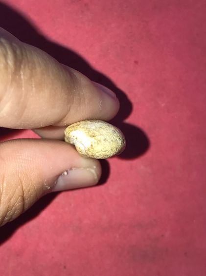 พระกรุ พิมพ์วันทาเสมา เนื้อผง ขอบไม่คม ผิวเดิม เก่า แท้ สภาพสวยสมบูรณ์ เป็นธรรมชาติ พระแท้ มีพุทธคุณ ไม่ทราบกรุ รูปที่ 5