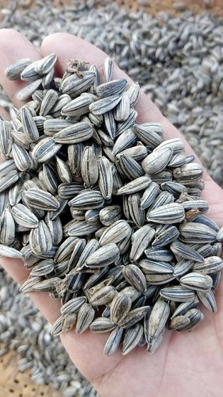 เมล็ดทานตะวันคละขนาด ปี 2568 เพาะต้นอ่อนและอาหารสำหรับเลี้ยงนก, เมล็ดกระเจี๊ยบแดง เพาะต้นอ่อนและปลูกเอาดอก ถั่วเขียว และเมล็ดงาเกษตร งาดำ รูปที่ 9