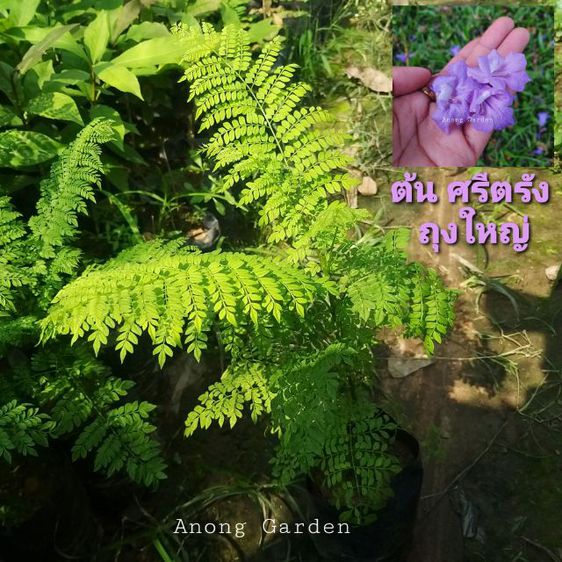 My Image 66