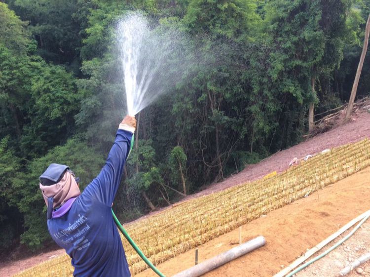 ใยมะพร้าวแผ่น มีหลายขนาดและราคา  รูปที่ 5